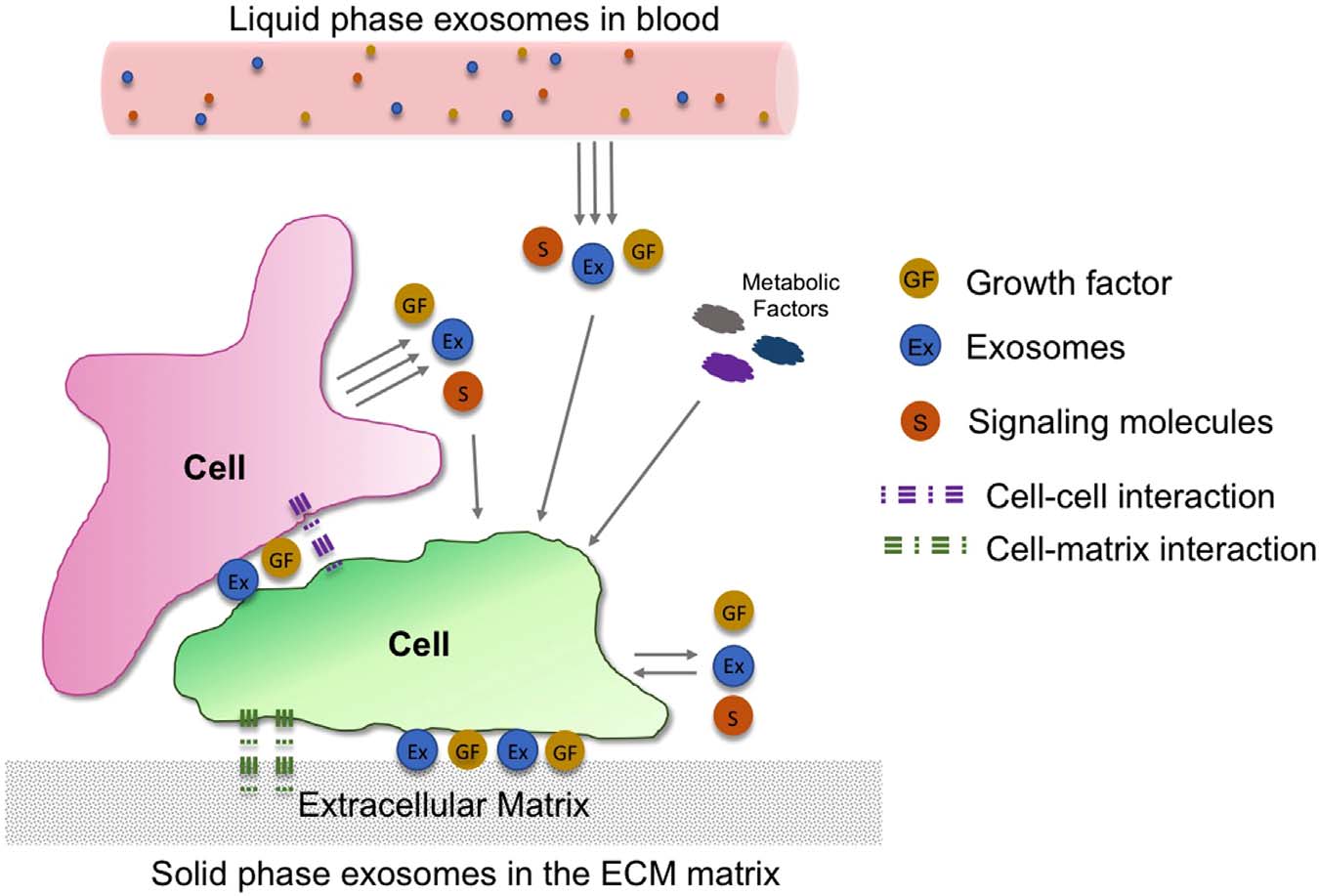 Bioprinting exosome-like extracellular vesicle microenvironments.jpg