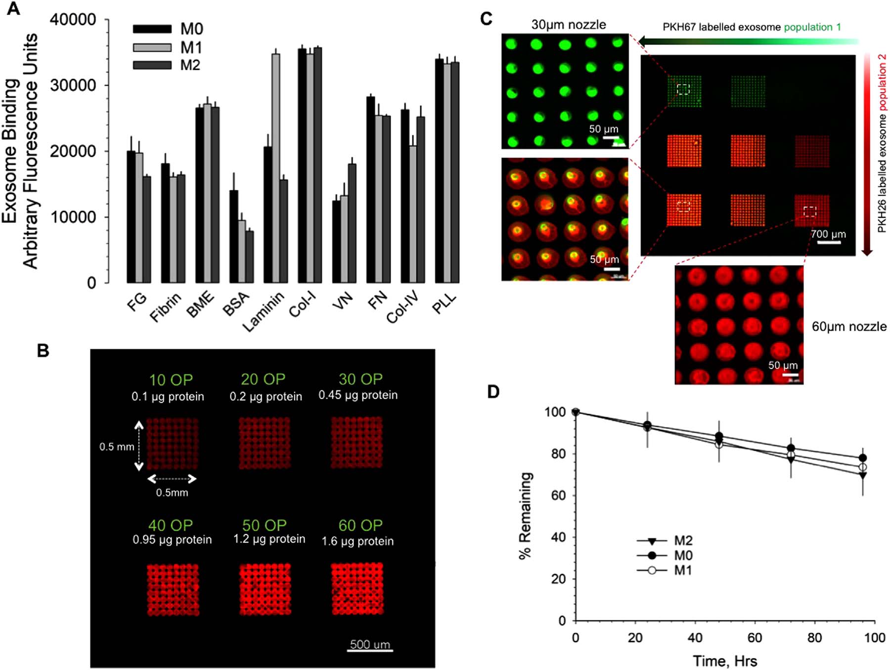 Bioprinting exosome-like extracellular vesicle microenvironments3.jpg